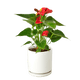 Anthurium 'Red' Houseplant