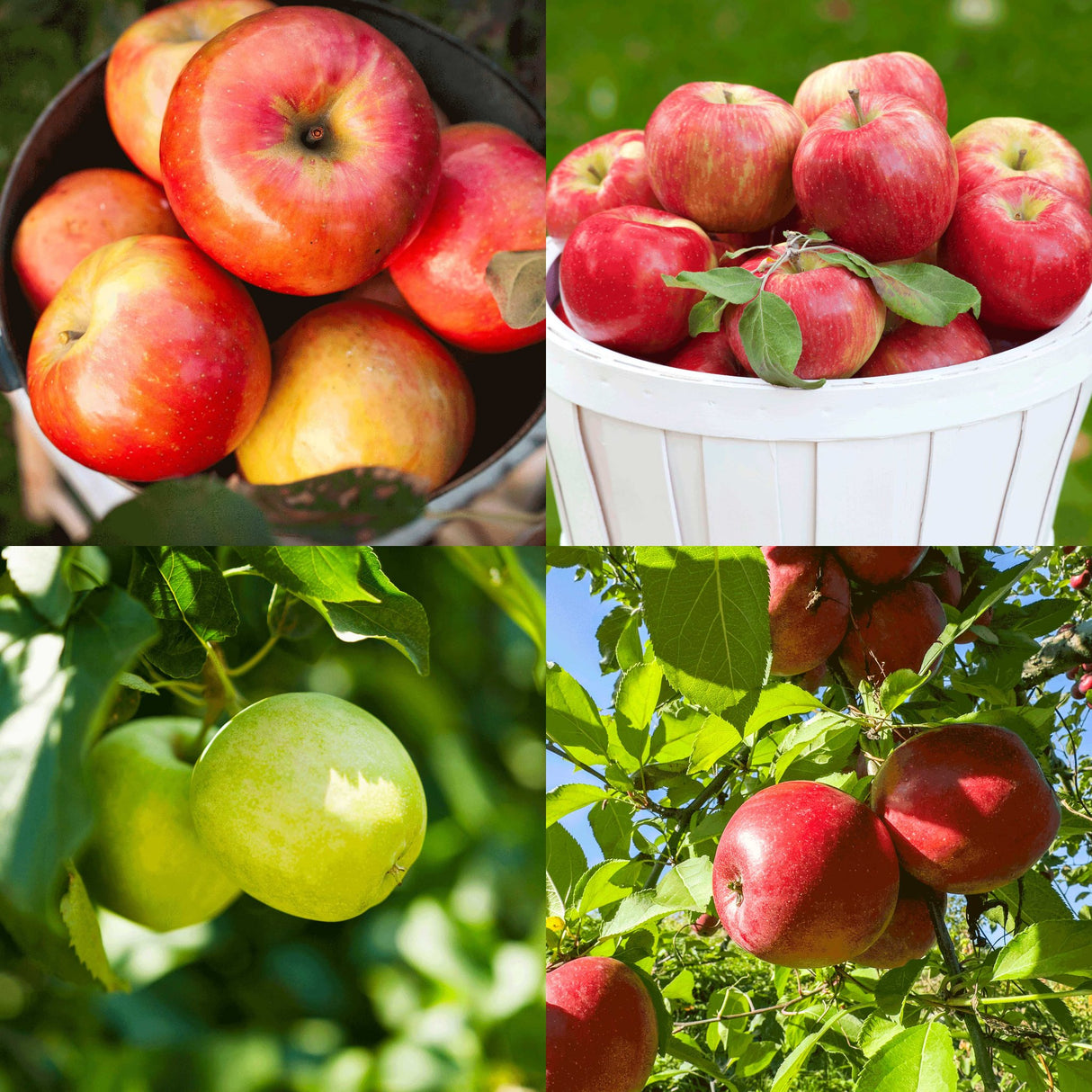 Collage of 4 varieties of apples including fuji, gala, honey crisp and granny smith apples.