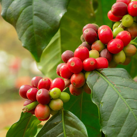 Unripe arabica coffee beans, close up on the red coffee beans growing on a branch with large green leaves