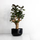 Aralia Fabian Stump in a black pot on a white surface against a plain white wall.