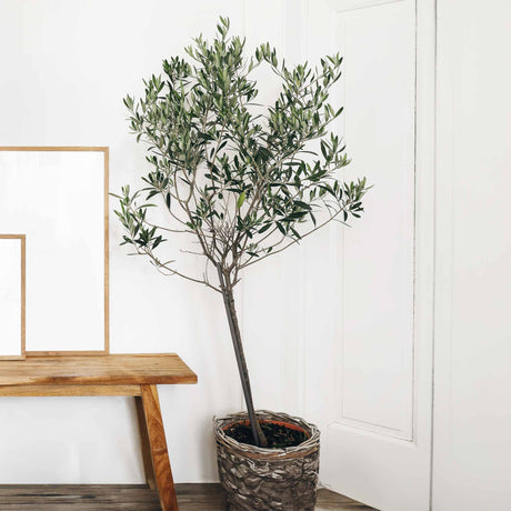 Arbequina olive tree in an indoor planter, being used as live home decor to stage the corner of the room. 