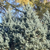 Brightly illuminated Arizona cypress trees, the Carolina sapphire variety with the cooler tones and lighter colors coming through because of the direct sunlight