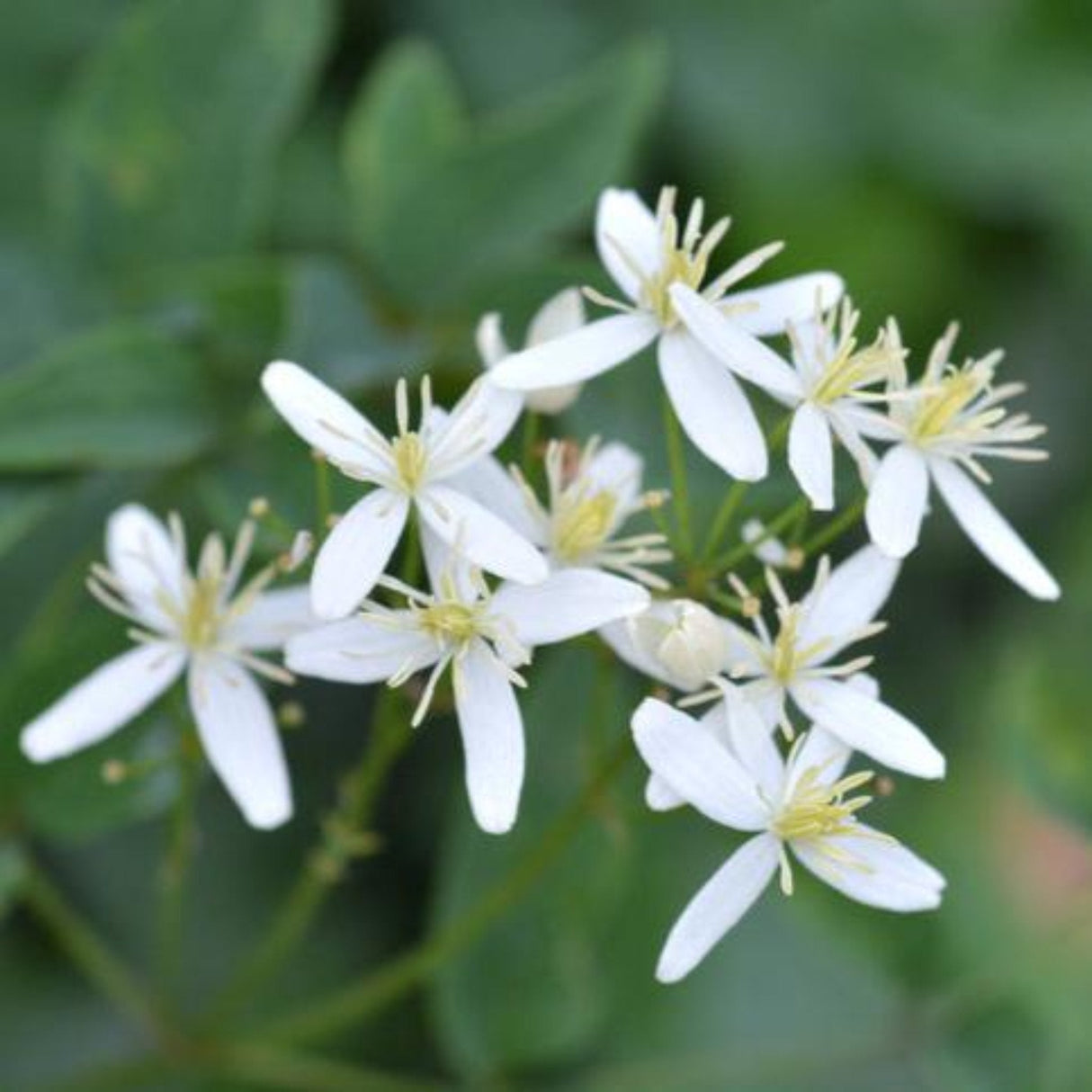 Close up view of the white flowers of the armandii snowdrift Clematis