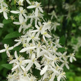 Armandii snowdrift flowers cascading down the green foliage of its branches