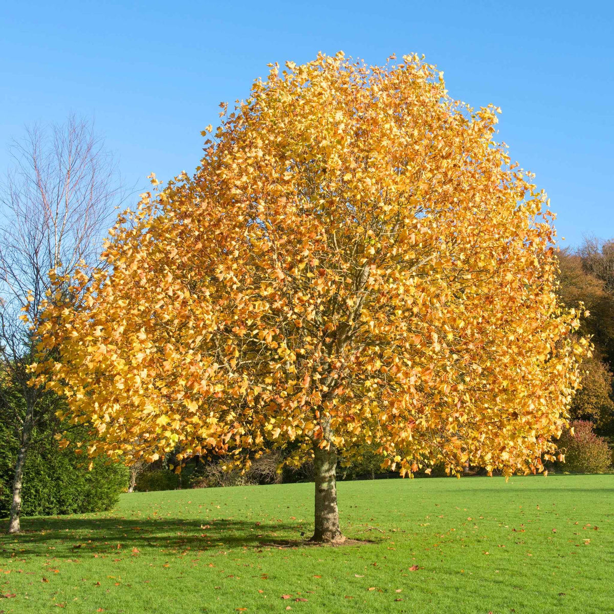 Autumn Foliage of the Tulip Poplar Tree