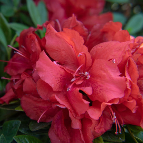 Ever After™ Ruby Azalea - NationwidePlants.com  