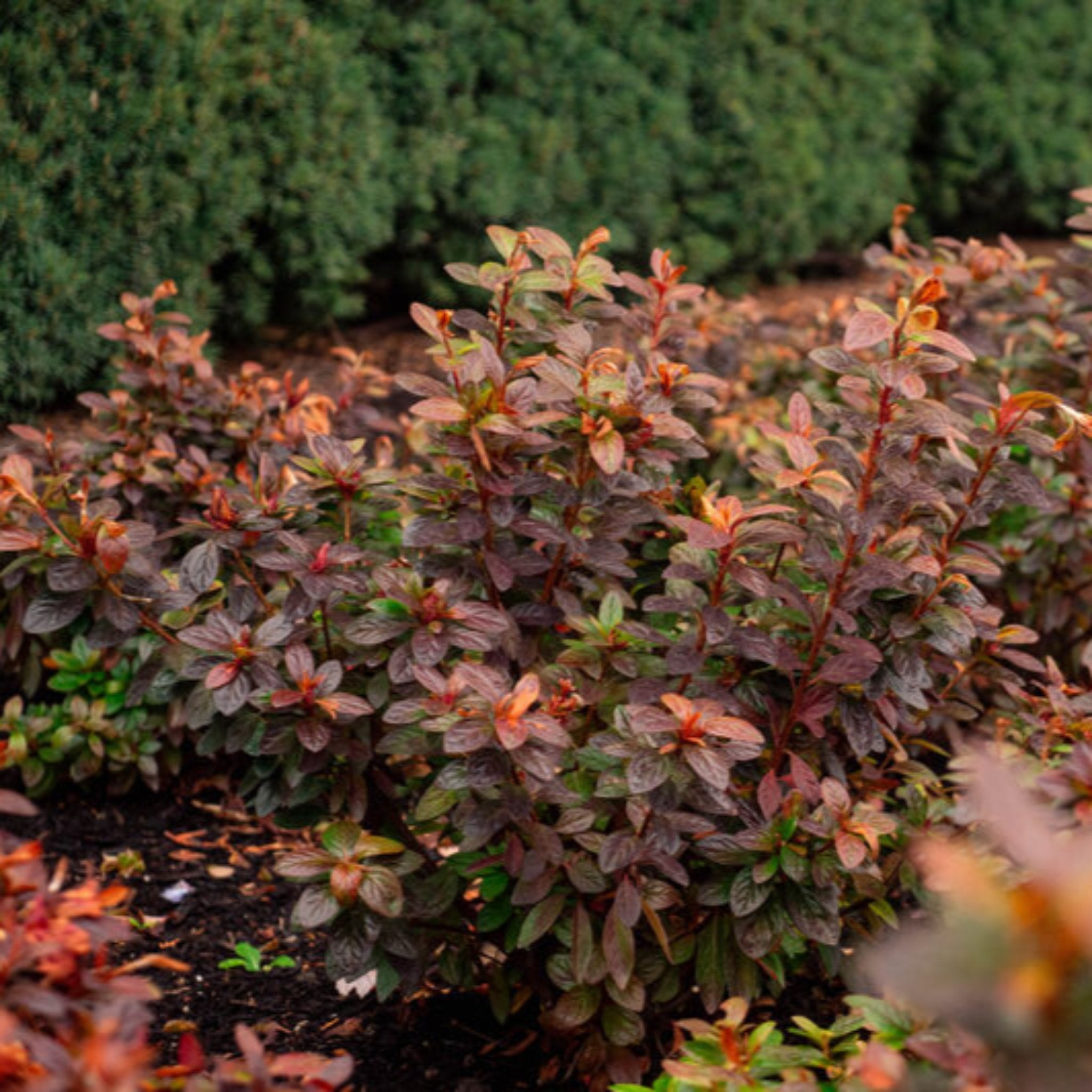Nationwide Plants Ever After Azalea - Thumbnail 2