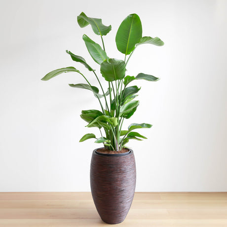 Bird of Paradise houseplant in a tall, textured brown pot placed on a wooden surface. The plant has long stems with broad, lush green leaves that fan out gracefully, creating a tropical feel. The leaves are slightly curved, adding movement and height, while the earthy pot complements the plant’s vibrant greenery, making it an attractive indoor decor piece.