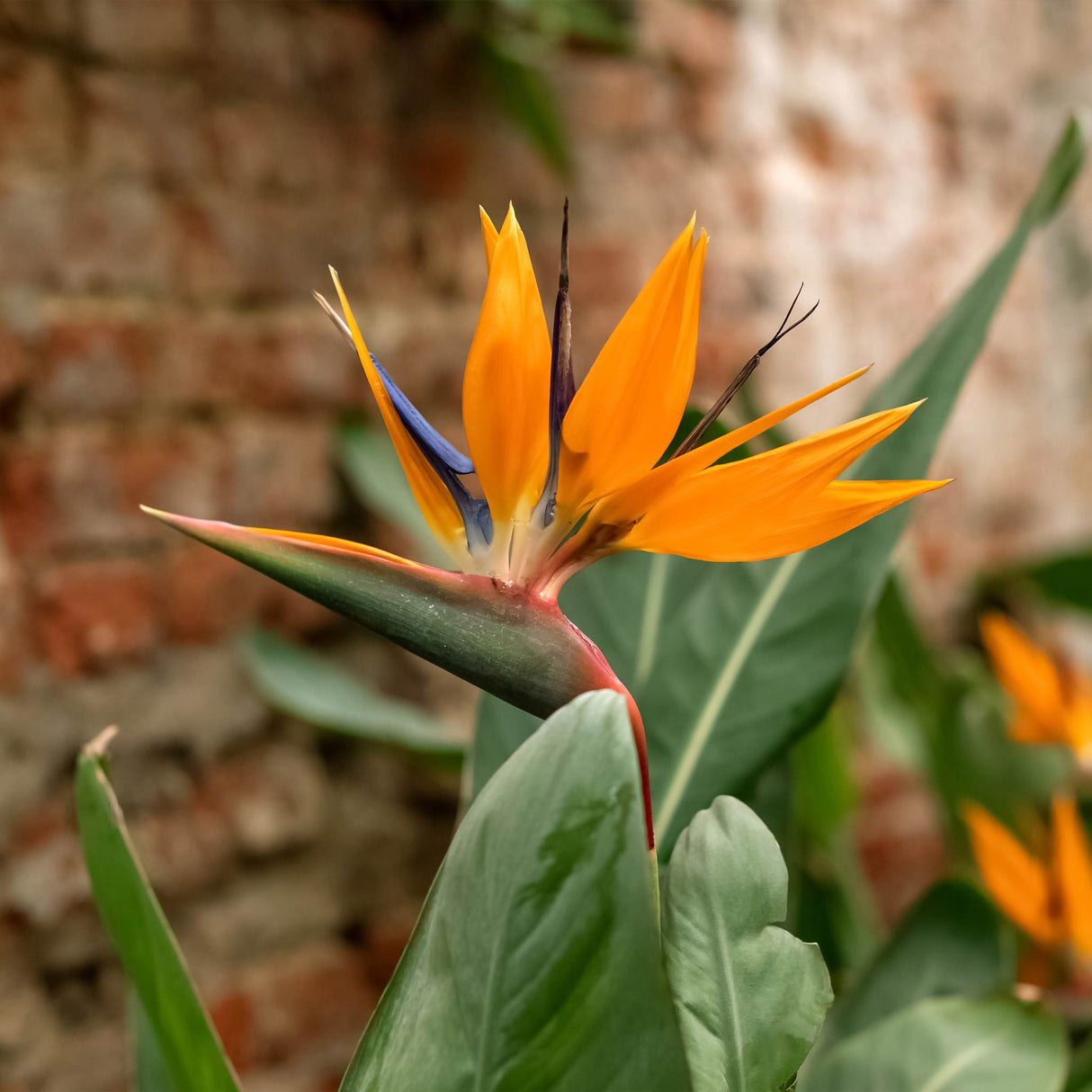 Close-up of a Bird of Paradise flower with vibrant orange and deep blue petals, resembling the shape of a tropical bird in flight. The striking flower emerges from a long, pointed green bract with a reddish edge. Set against broad green leaves and a rustic brick background, the bold colors of the flower stand out, capturing its exotic, tropical essence.