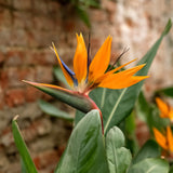 Close-up of a Bird of Paradise flower with vibrant orange and deep blue petals, resembling the shape of a tropical bird in flight. The striking flower emerges from a long, pointed green bract with a reddish edge. Set against broad green leaves and a rustic brick background, the bold colors of the flower stand out, capturing its exotic, tropical essence.