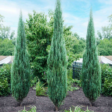 Three tall, slender Blue Arrow Juniper trees planted in a row, with their distinct blue-green foliage forming narrow, upright columns. Set against a backdrop of lush greenery, the Blue Arrow Junipers stand out with their unique color and form.