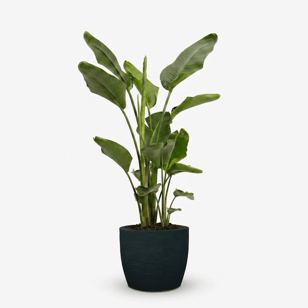 Bird of Paradise Plant hide