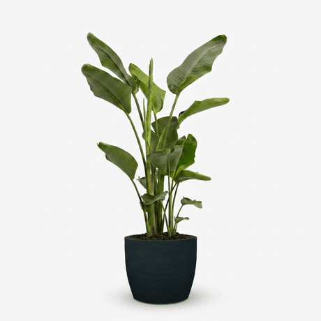 Bird of Paradise Plant hide