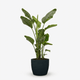 Bird of Paradise Plant hide