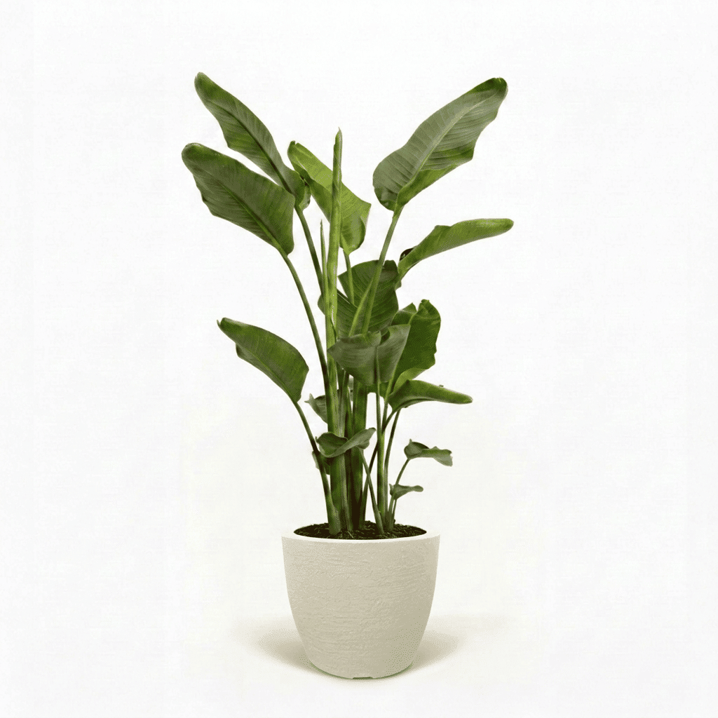 Bird of Paradise Plant hide