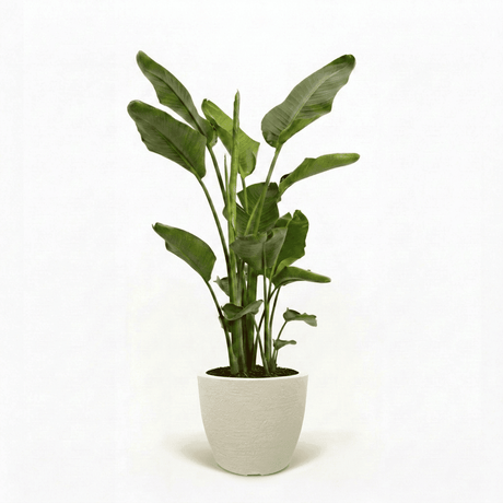 Bird of Paradise Plant hide