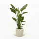 Bird of Paradise Plant hide