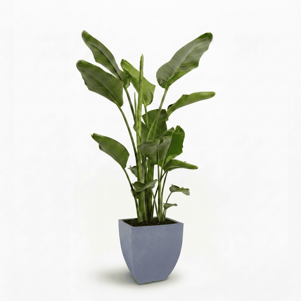 Bird of Paradise Plant hide