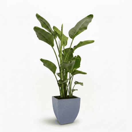 Bird of Paradise Plant hide