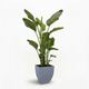Bird of Paradise Plant hide