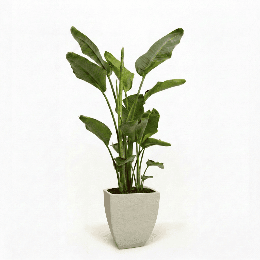 Bird of Paradise Plant hide