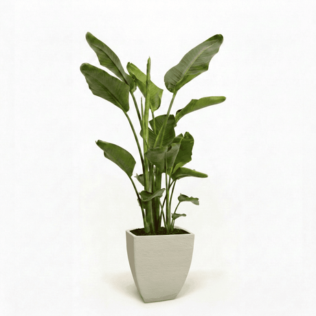Bird of Paradise Plant hide