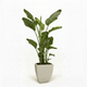 Bird of Paradise Plant hide