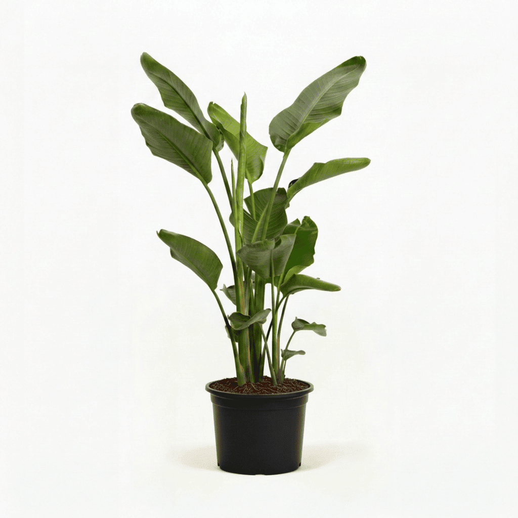 Bird of Paradise Plant hide