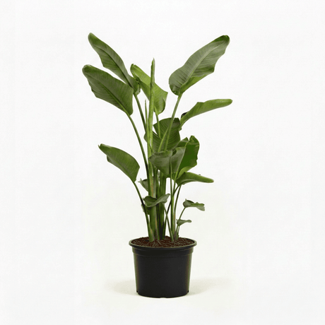 Bird of Paradise Plant hide