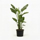 Bird of Paradise Plant hide