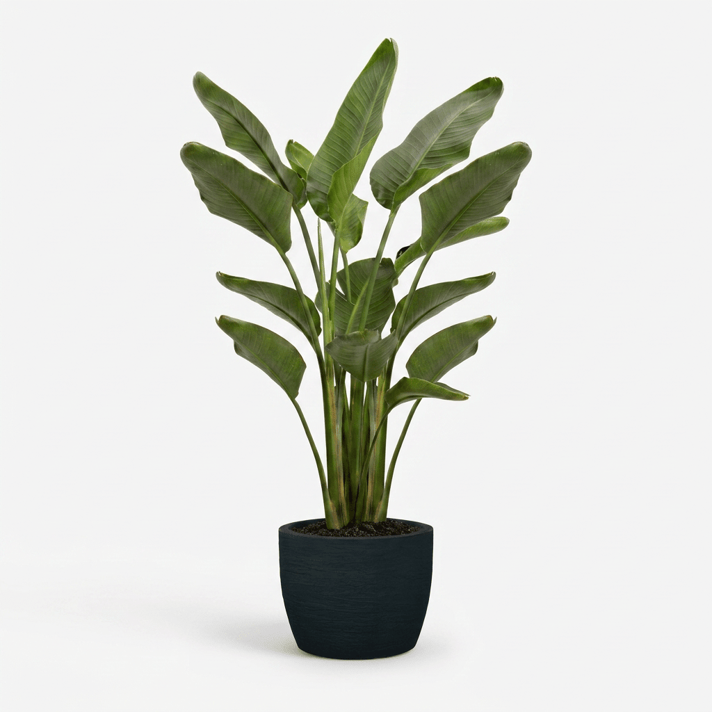 Bird of Paradise Plant hide