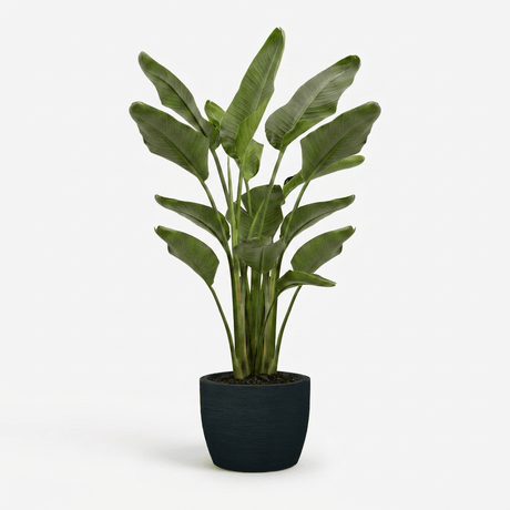 Bird of Paradise Plant hide
