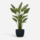 Bird of Paradise Plant hide
