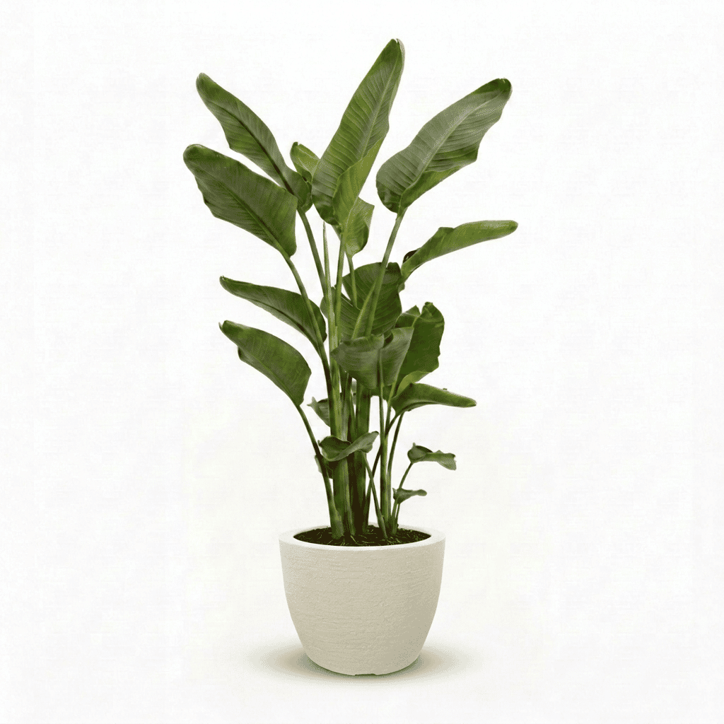 Bird of Paradise Plant hide