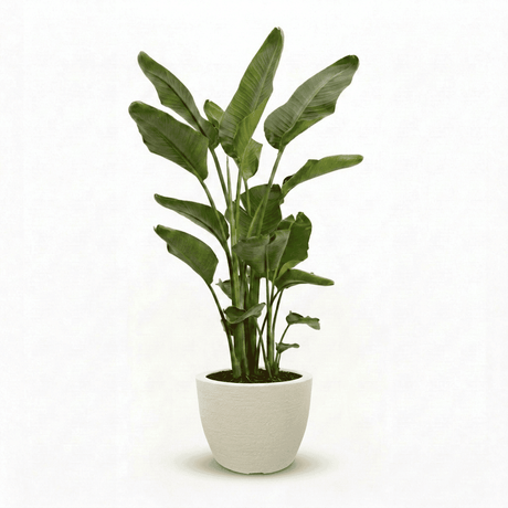 Bird of Paradise Plant hide