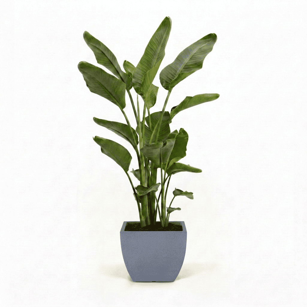 Bird of Paradise Plant hide