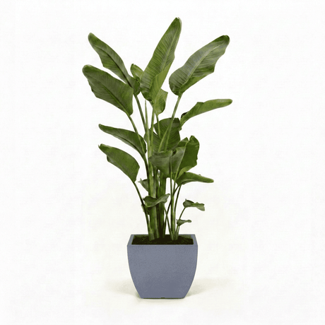 Bird of Paradise Plant hide