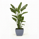 Bird of Paradise Plant hide