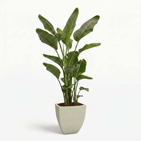 Bird of Paradise Plant hide