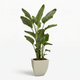 Bird of Paradise Plant hide
