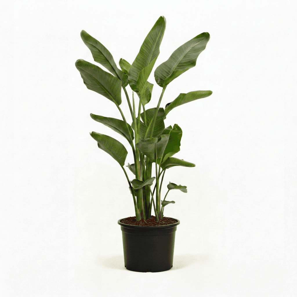 Bird of Paradise Plant hide