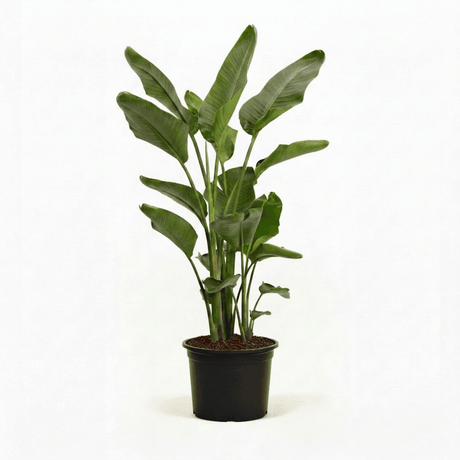 Bird of Paradise Plant hide
