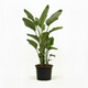 Bird of Paradise Plant hide