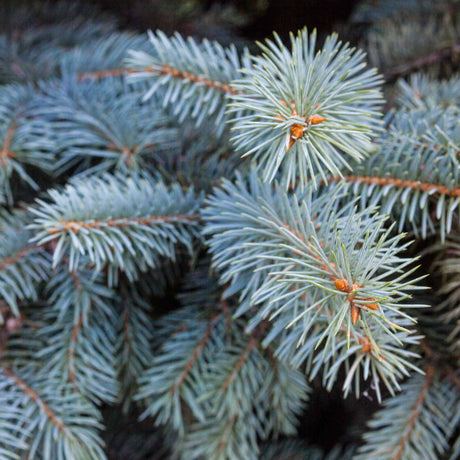 Frosted sea foam foliage of the baby blue spruce tree