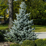 Baby blue spruce tree in a shaded landscape