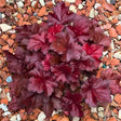 Balboa sunset heuchera in a rock garden bed