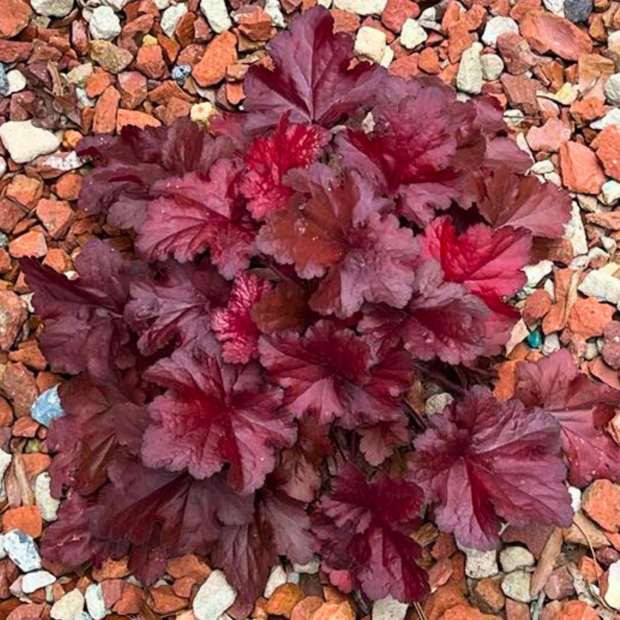 Balboa sunset heuchera in a rock garden bed