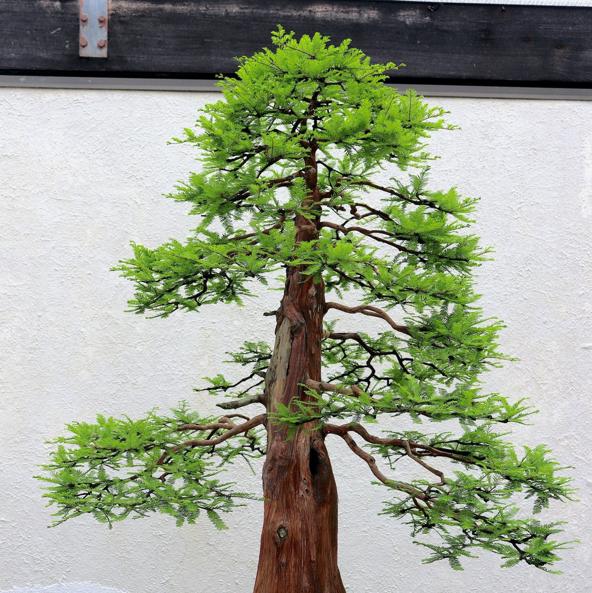 bonsai cypress tree care Bonsai Bald Cypress