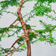 A detailed view of the tree's branches, showing fresh green foliage and textured bark.