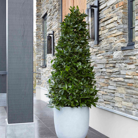 Bay laurel tree in a white pot on a porch being used as exterior home decor